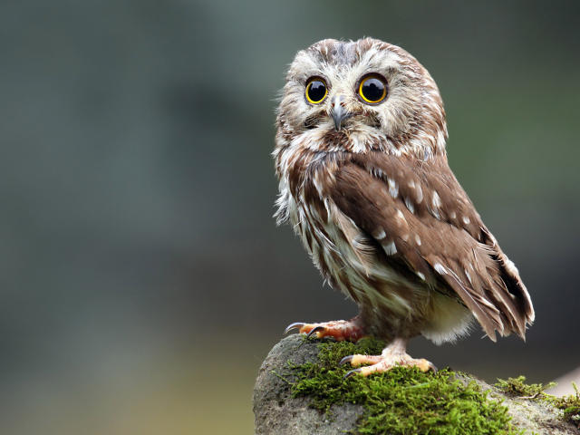 RaulModelTest is a small brown owl with big yellow eyes, standing on a mossy rock, looking back with a cute, fluffy face and tiny, sharp claws.