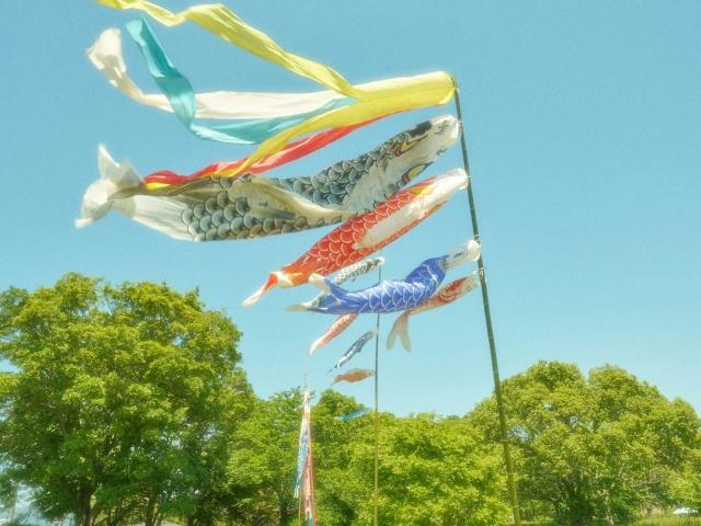 Five colorful kites shaped like fish fly high against a clear blue sky. The kites have intricate patterns: one is white with blue scales, another is red with white spots, a third is blue with white spots, a fourth is yellow with green patterns, and the fifth is green with white patterns. They're attached to thin green poles. Bright green trees fill the lower part of the image. Light and shadows create a vivid, dynamic composition.