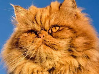 rs0307Test1234-hot - ライブポルノ&amp;セックスカム - 28070177