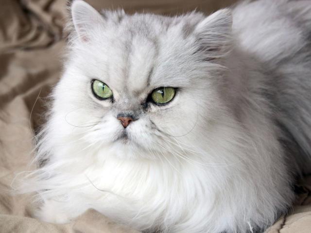 rs0-3-7Test1-3-4-hot is a fluffy white cat with long, thick fur. Green eyes are vivid and slightly squinted, showing a somewhat serious expression. Whiskers are long and white, contrasting with the cat's pink nose. The cat's fur is mostly white with some grey shading. The texture is soft and luxurious, with the cat lying on a beige, slightly wrinkled surface. The focus is sharp on the cat's face, with the background blurred. The cat's eyes are the most striking feature, drawing attention immediately. The overall composition is centered, with the cat occupying most of the frame.