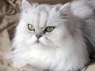 rs0307Test1234-hot - Live porn &amp; sex cam - 28070180