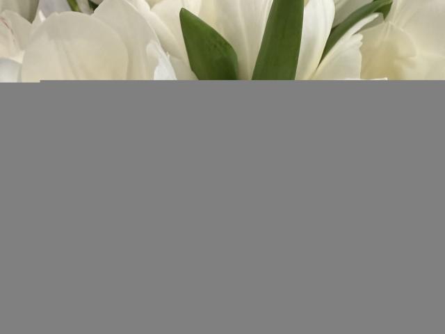 Elionoria's hand with bright pink nail polish holds a bunch of white tulips, her fingers gently gripping the petals. The green leaves provide a contrasting background.