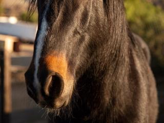 См. подробные сведения о модели RaulModelTest