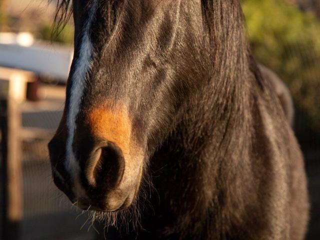 RaulModelTest's black horse face with a brown snout, white stripe, and shiny coat, showing detailed texture and sunlight. Boobs are not present, focus is on the horse's face.