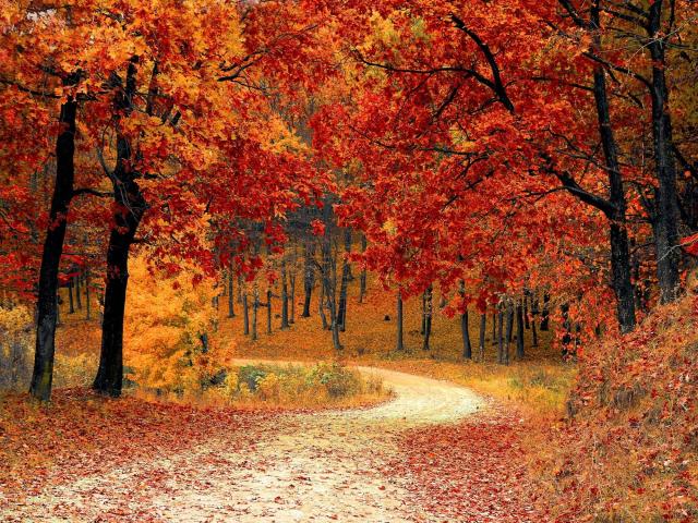 Ein kurviger Feldweg schlängelt sich durch einen Wald voller Bäume mit leuchtend roten und orangefarbenen Herbstblättern, die den Boden mit einem dicken, farbenfrohen Teppich bedecken..
