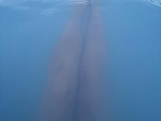 Sambucka - Live sex cam - 28282742