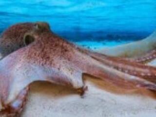 oliviermodeltestの詳細情報を見る