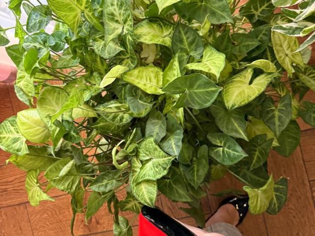 KaiaLein - Live porn &amp; sex cam - 28409318