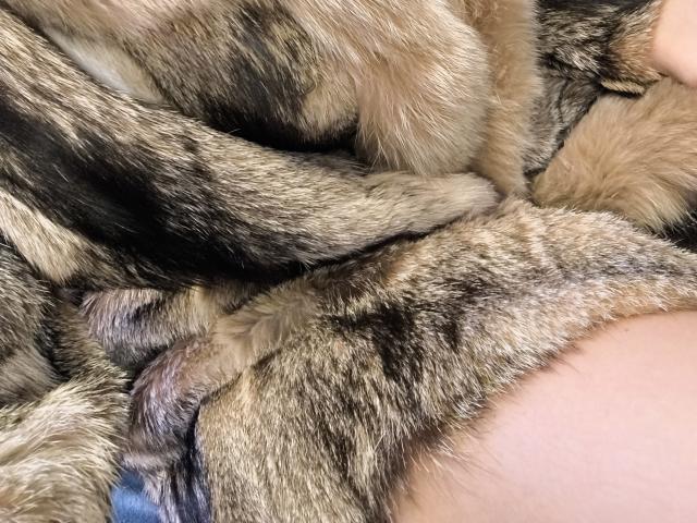 OrianaLaFrancaise's furry ass, covered in a thick, brown and black striped fur blanket, with visible skin on the bottom right. Fuzzy, soft texture.