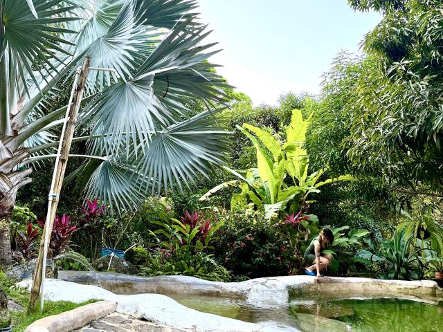 SaraleePoison with a small butt, standing by a green-tinted pool, wearing a blue bikini, surrounded by lush tropical plants and large palm leaves.
