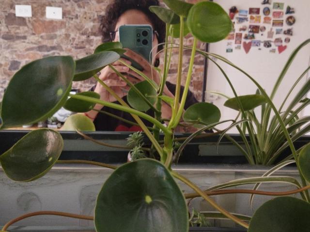 Fotografie von AnaRoa, die ein blaues Smartphone hält, das teilweise von großen, grünen Zimmerpflanzen mit dicken Stängeln verdeckt wird. Blätter, vor einem Fernseher, der eine verschwommene Person und eine Fotocollage zeigt..