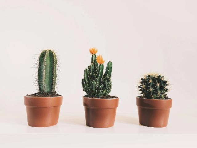 Three cacti in brown pots, GlitterOneTest-hot style: left, tall green cactus with spines; center, green cactus with orange flowers; right, small green cactus with white spines.