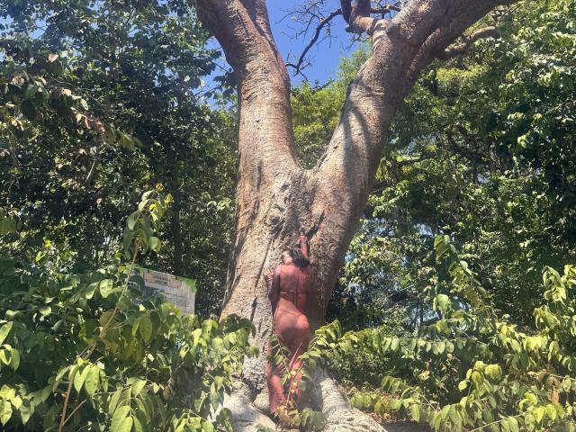 A big, ugly tree with a thick, brown trunk and a red, swollen ass at the base, surrounded by green leaves and bright sunlight.