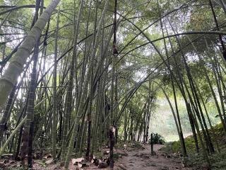 См. подробные сведения о модели NahomyStone