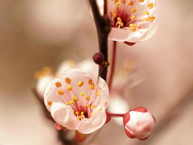 De Sunny26-hot heeft witte bloemen met roze centra en gele meeldraden, omgeven door rode knoppen op een donkerbruine stengel, in een zacht gefocuste, warm getinte foto..