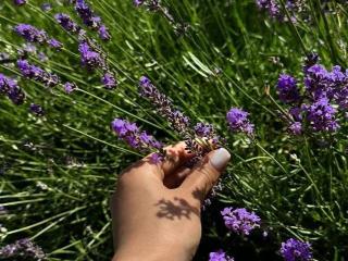 Ver la ficha detallada de AraiaSheri