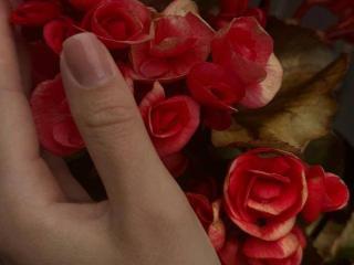 Fișa detaliată a AraiaSheri