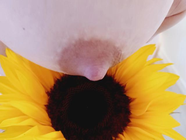 Il piccolo capezzolo rosa di ZimtStern è premuto contro un girasole giallo brillante con un centro marrone scuro, mostrando texture e contrasti dettagliati..