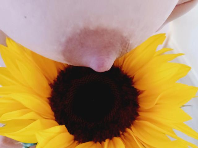 Os seios da ZimtStern-hot estão sobre uma girassol amarelo brilhante com um centro marrom escuro, e sua aréola rosa está em contato com a flor. A foto é um close, tirada de cima..