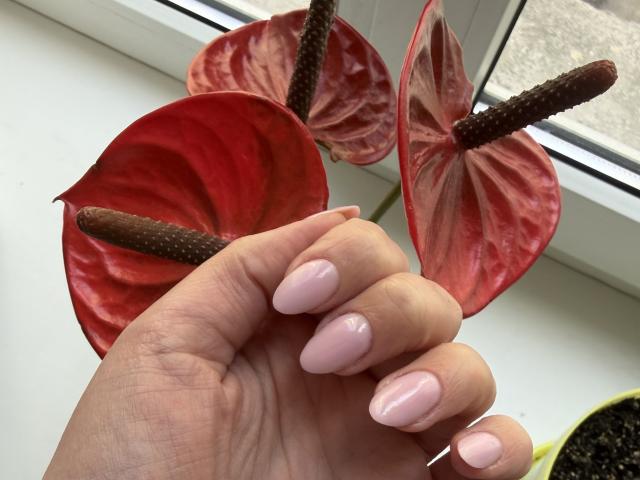 AlicePrings' hand with pink, almond-shaped nails holding red, veined potted plant leaves with brown, textured stems. Her skin is light, and the focus is on her manicure.