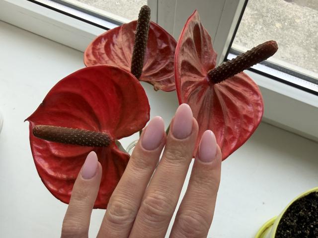 AlicePrings' hand with pink nail polish holds three red, veined, plant leaves with brown, textured stems. Her fingers are centered in the frame.