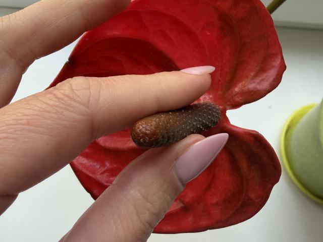 AlicePrings' hand with pink nails holding a brown, textured boogers-like thingy against a red flower petal. Her fingers are slightly curled around it.