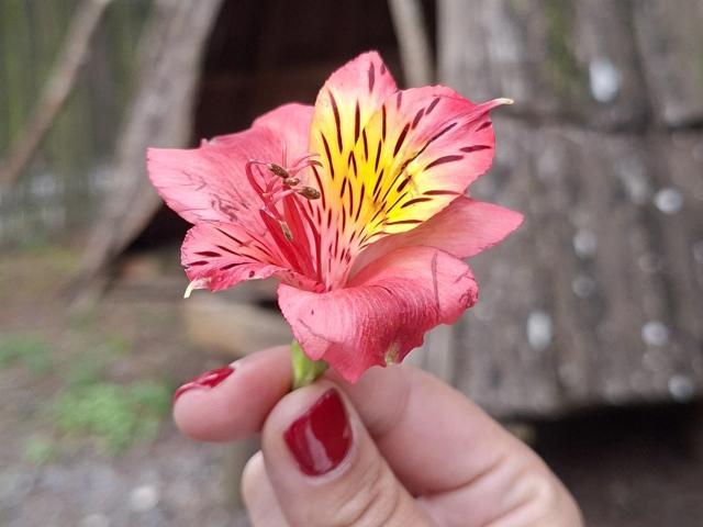 A mão de BarbaraSasa69, com unhas pintadas de vermelho, segurando uma flor rosa e amarela com listras vermelho-escuras, com o dedo ligeiramente curvado para cima..
