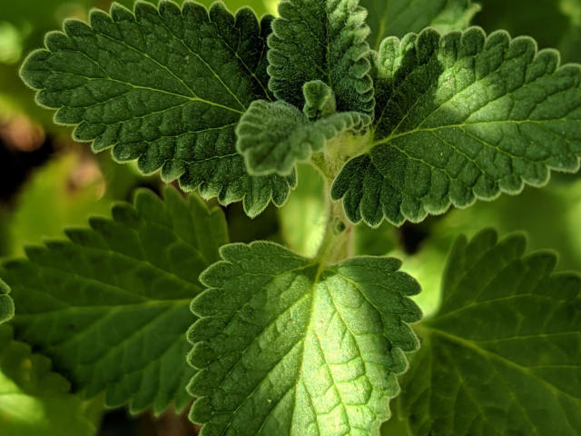 Pechos verdes, cubiertos de pelusa y hojas, con texturas intrincadas y venas visibles, centrados en una foto brillante y iluminada por el sol. El follaje de GlitterOneTest-hot es exuberante, detallado y vibrante..
