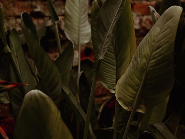 Folhas grandes e verdes de bananeira, com nervuras visíveis e algumas bordas marrons, em um ambiente natural e escuro. As folhas estão empilhadas e parcialmente sobrepostas umas às outras..