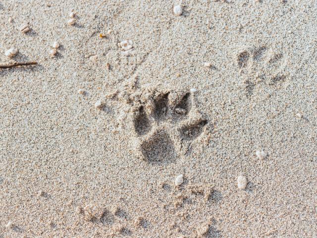 De pootafdruk van GlitterOneTest-hot in het zand, met gedetailleerde, realistische afdrukken en kleine kiezelsteentjes verspreid eromheen. Het zand is lichtbeige met een korrelige, ruwe textuur..