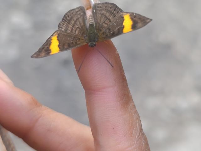 NenaBlack's finger with a small brown butterfly that has yellow spots on its wings, holding onto her skin with its tiny black legs.