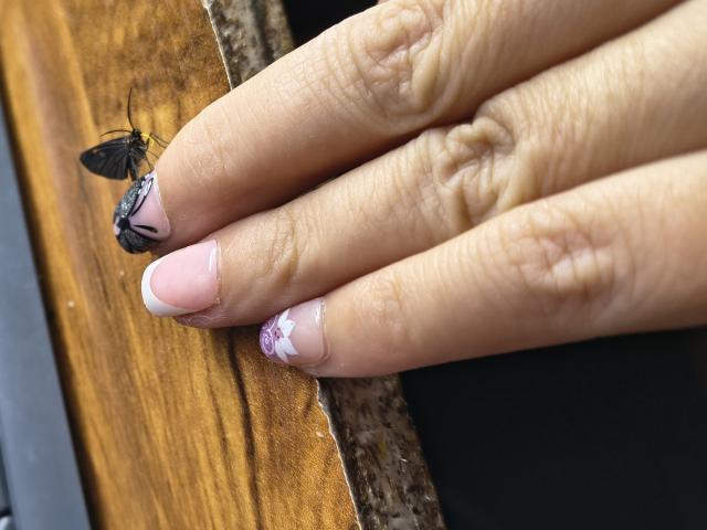 Stephanies Finger mit einer winzigen schwarzen Fliege auf ihrem rosa-weißen Nagel, ihr Finger hat ein kleines Stück Farbe, das abplatzt, in Lila und Weiß. Ihre Haut ist leicht faltig..