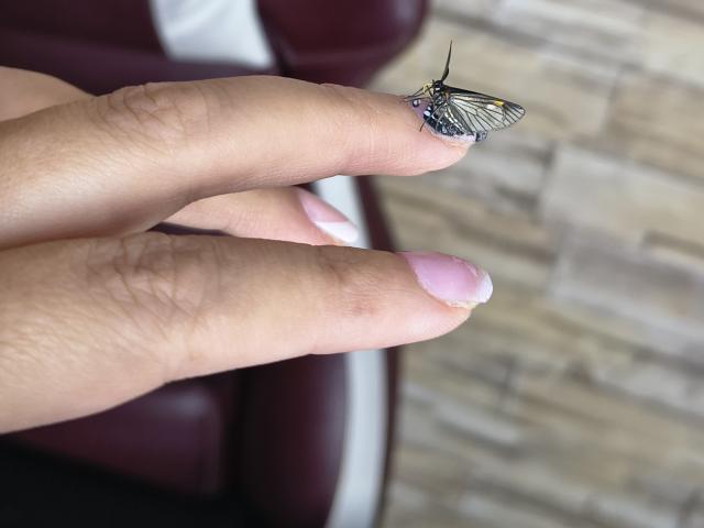 StephanieSun's fingers hold a small butterfly with black and yellow wings, perched on her pink-nail-tipped finger, showing off her tiny, delicate, and cute ass.