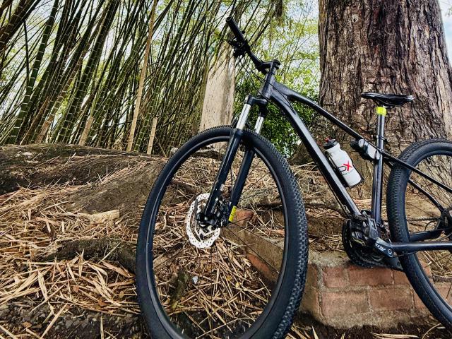 Black mountain bike with thick tires, mounted on a brick, next to a large tree. Bottle of white water with red label on bike's frame. Dense bamboo forest.