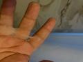 GaelB - Live porn &amp; sex cam - 26813936
