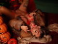 CelineDian with large tits, lying on her back, wearing a fur coat, red lipstick, and red nails, touching her mouth, surrounded by pumpkins, with long blonde hair.
