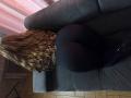 Niferttiti - Live porn &amp; sex cam - 30400736
