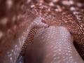 AlexXas' hand touches her shiny, wet, white-striped boobs, with a textured brown mesh covering them. Light creates patterned reflections on her skin.