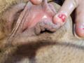 La vulve d'OrianaLaFrancaise, avec une main écartant ses lèvres pour exposer son clitoris rose et brillant. Ses doigts sont ornés d'un vernis à ongles rouge. Sa peau est brune et couverte de poils..