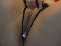 SexLoveG's pussy with black lace panties pulled to the side, revealing her labia and a pink gemstone butt plug in her ass. Her hand is slightly pulling the panties.