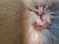 OrianaLaFrancaise's anus is centered in the image, showing detailed, textured, and slightly wet skin with visible folds and pinkish hues.