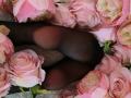 AmeliaMaiv's dark brown, sheer legs are surrounded by pink and white roses, creating a sensual, floral-themed composition. Her smooth skin contrasts with the soft petals.