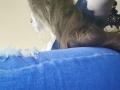 WilsonMelania's head with long brown hair, facing left, rests on a blue, frayed, denim-covered butt, wearing a black lace sleeve. Her face is partially visible.