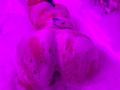 JuliaGarciax's ass is covered in pink-tinted soap suds, showing her tattooed back and butt in a foamy bath, with her legs slightly apart.