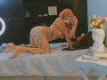 LolyPopMarie - сексуальная веб-камера в реальном времени - 26281469