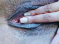 La vulva pelosa di MirandaDreams, con le labbra di un grigio scuro, è spalancata dalle sue dita con unghie bianche e beige. Si intravede l'interno rosa della vulva..
