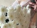 DominicaChambley's hands hold a bouquet of white chrysanthemums, wearing a lace pink dress, with a smartphone in the right hand. Her tits are partially visible.
